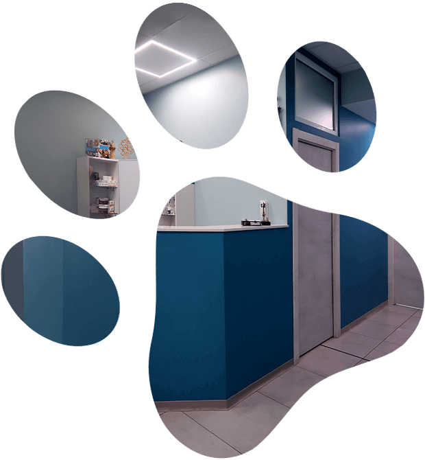 Reception di Arca Reale - Clinica Veterinaria a Venaria, Torino