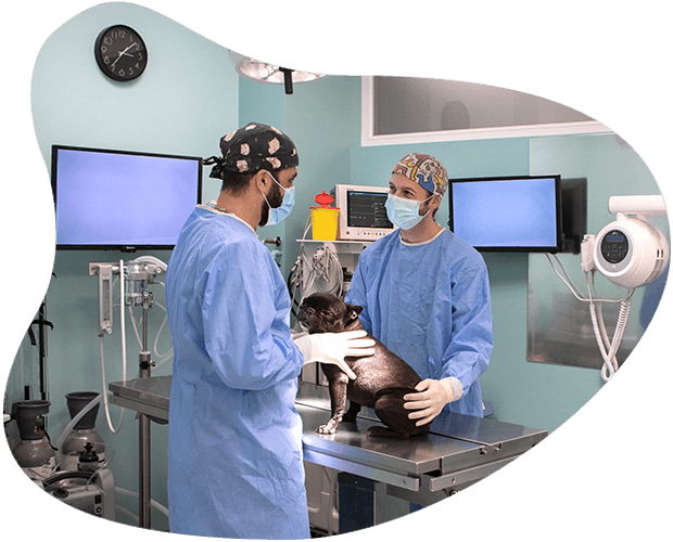 arca-reale-clinica-veterinaria-torino-venaria-sala-operatoria