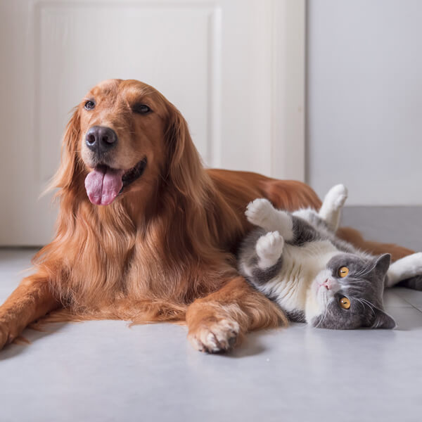 L'immagine mostra un cane e un gatto in un appartamento e illustra quanto può costare in termini economici prendersi cura di un animale domestico.