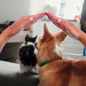 L'immagine mostra due mani che proteggono un cane e un gatto e suggerisce di valutare l'opzione di una copertura assicurativa per le loro cure veterinarie.