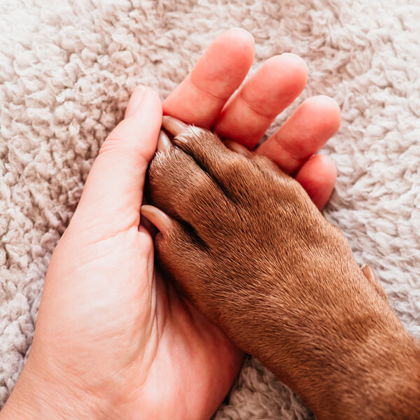 L'immagine mostra la zampa di un cane posata nel palmo di una mano e fa riferimento all'importanza del vaccino contro la leishmaniosi.