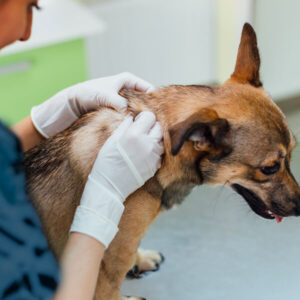 L'immagine mostra una dottoressa veterinaria che toglie una zecca dal mantello di un cane, per evitare la trasmissione della babesiosi.