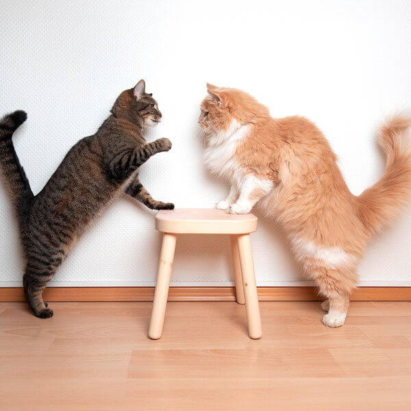 L'immagine mostra due gatti che litigano: un contatto tra esemplari infetti può causare la trasmissione di FIV o FELV.