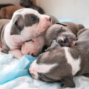 L'immagine mostra dei cuccioli di cane, bersaglio preferito della parvovirosi.