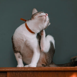 L'immagine mostra un gatto che si gratta a causa delle pulci.