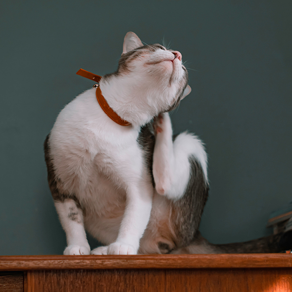 L'immagine mostra un gatto che si gratta a causa delle pulci.