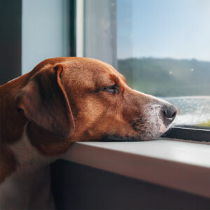 Immagine di un cane affetto da leptospirosi.