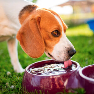 Immagine di un cane che beve acqua, importante per evitare un colpo di calore.