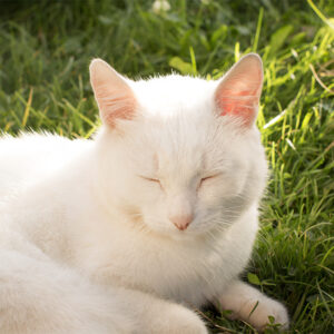 Immagine di un gatto bianco sdraiato al sole, che ha bisogno di crema solare per proteggere naso e orecchie.