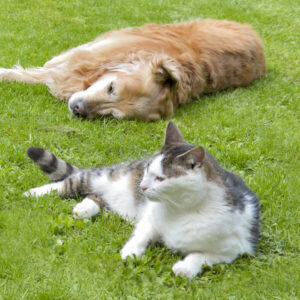 Immagine di un cane e un gatto sdraiati su un prato, dove rischiano di essere di prendere una zecca